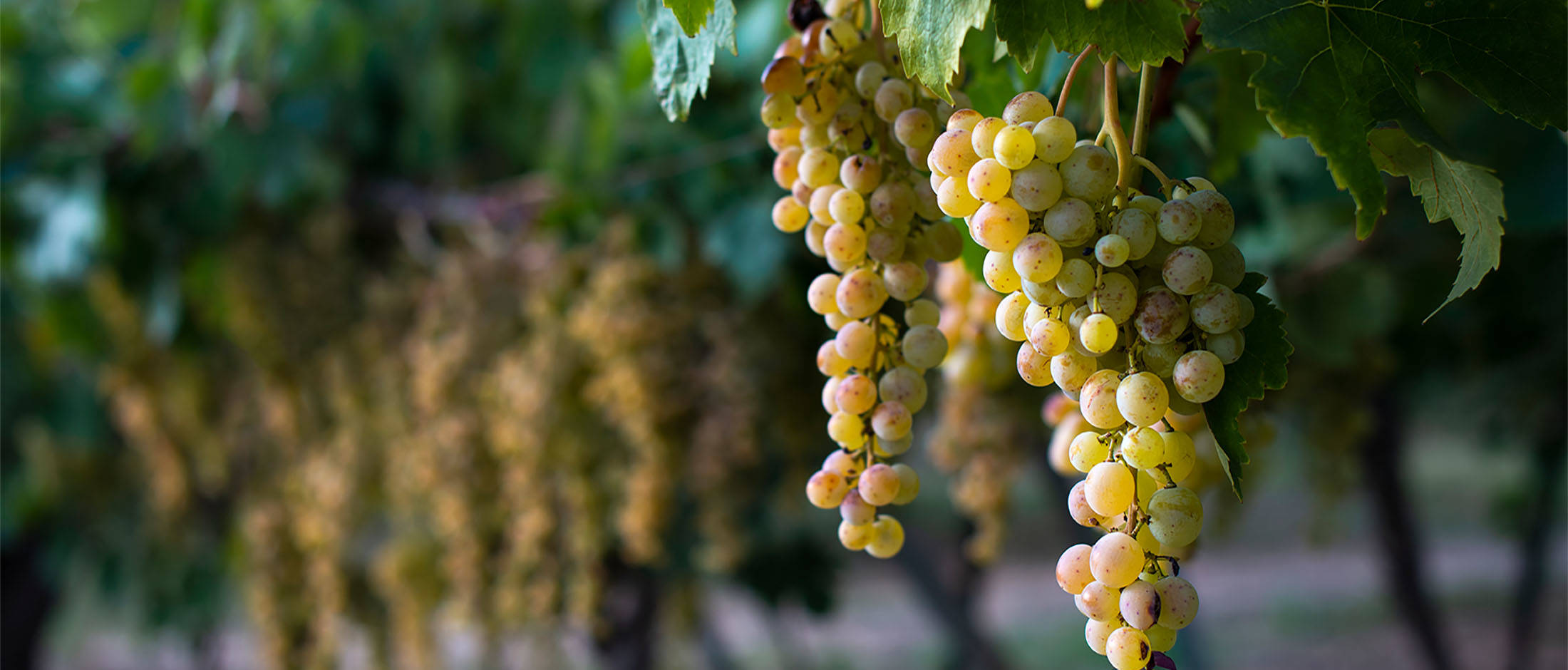 grapes wine
