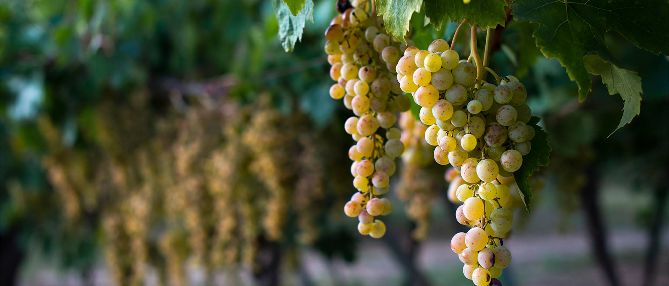 uvavini uva vini